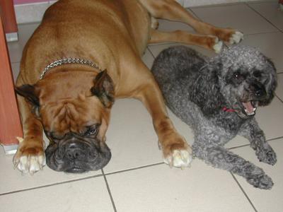 murphy et roméo