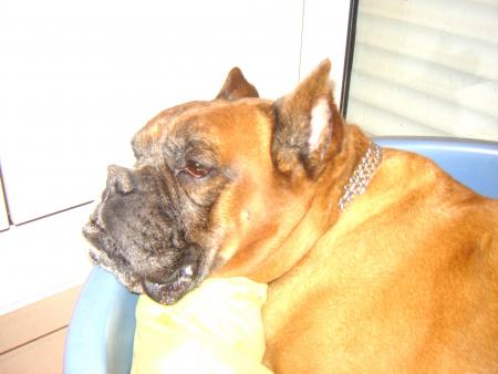 Mon chien d'amour